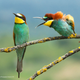 Illustration for article titled Slide Into the Weekend With the Most Hilarious Wildlife Photos of 2019